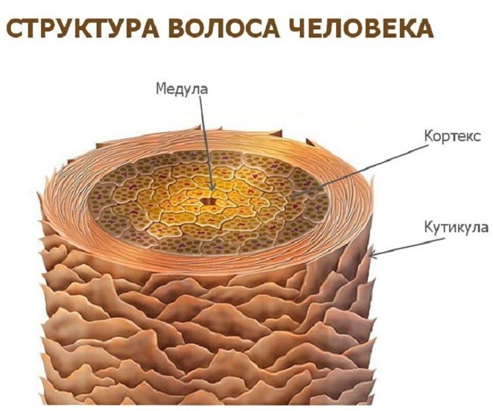 Структура волоса человека